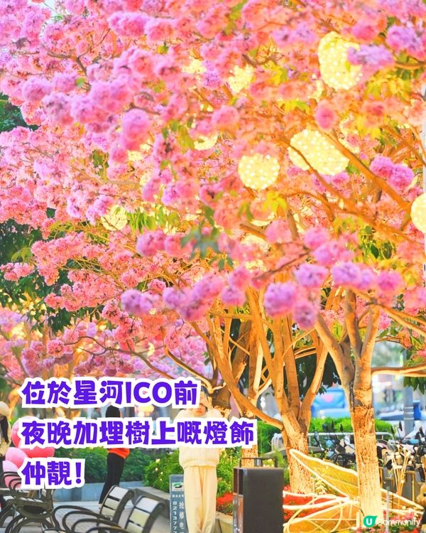 深圳打卡紫花風鈴木5大推介🌸逾500米！日系街道📸