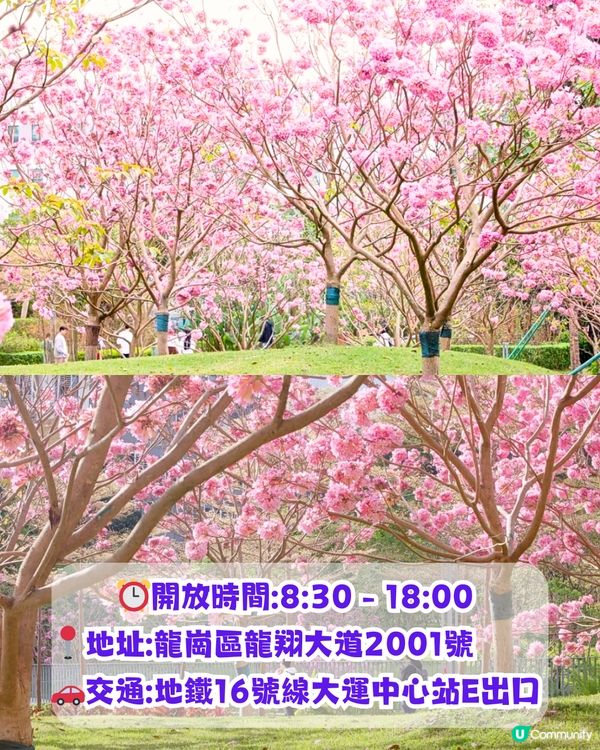 深圳打卡紫花風鈴木5大推介🌸逾500米！日系街道📸