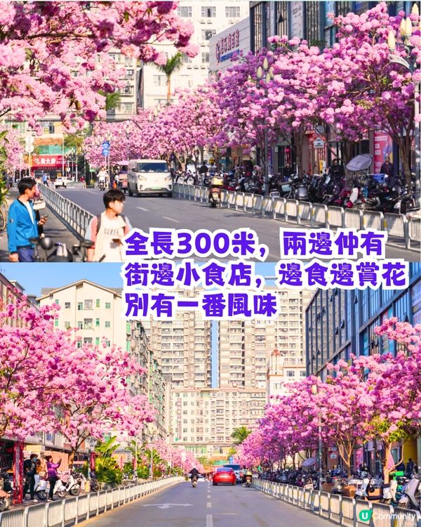 深圳打卡紫花風鈴木5大推介🌸逾500米！日系街道📸