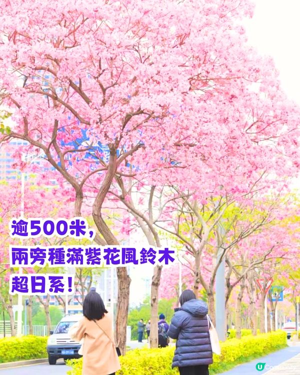 深圳打卡紫花風鈴木5大推介🌸逾500米！日系街道📸