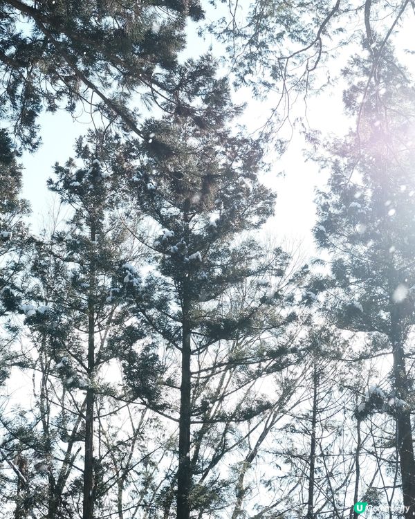 飛驒高山必去！日枝神社⛩️