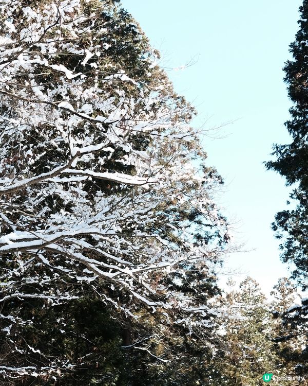 飛驒高山必去！日枝神社⛩️
