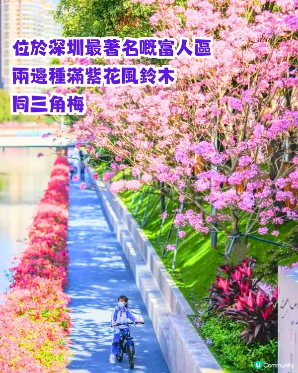 深圳打卡紫花風鈴木5大推介🌸逾500米！日系街道📸