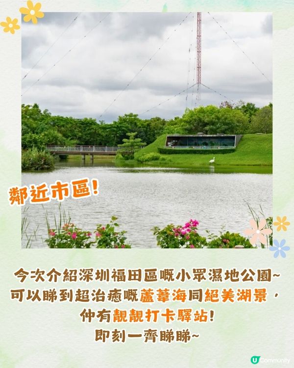 深圳福田區療癒系公園打卡攻略🌲秋天蘆葦海/絕美湖景/打卡驛站!✨