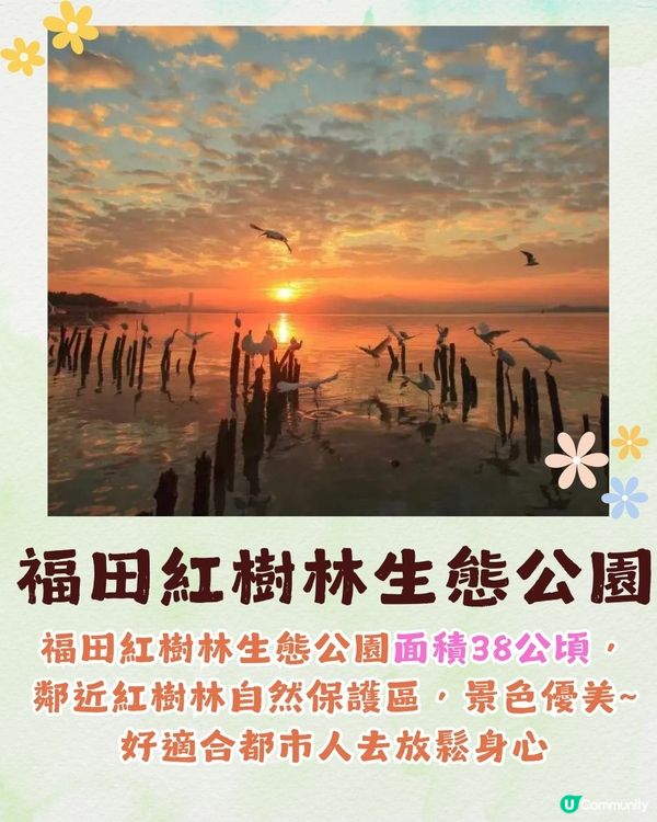 深圳福田區療癒系公園打卡攻略🌲秋天蘆葦海/絕美湖景/打卡驛站!✨