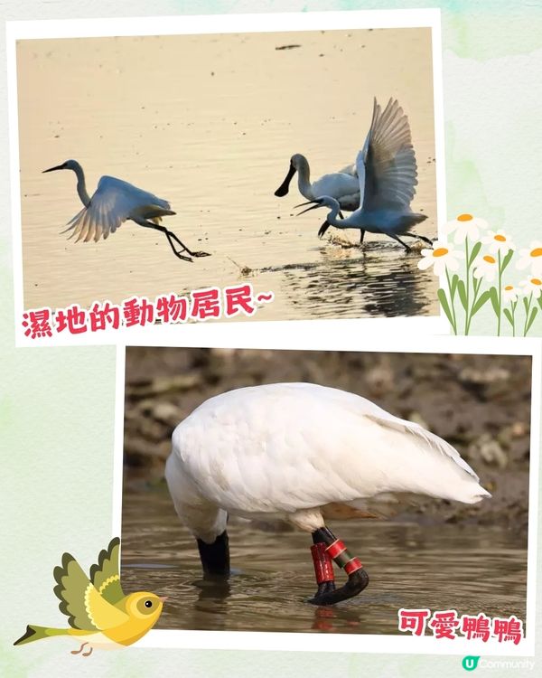 深圳福田區療癒系公園打卡攻略🌲秋天蘆葦海/絕美湖景/打卡驛站!✨