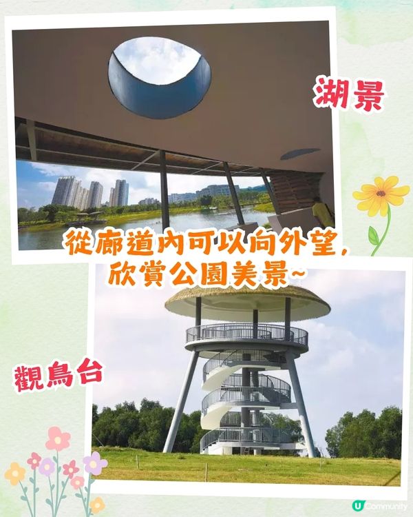 深圳福田區療癒系公園打卡攻略🌲秋天蘆葦海/絕美湖景/打卡驛站!✨