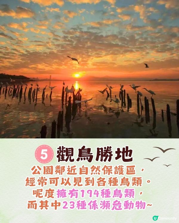 深圳福田區療癒系公園打卡攻略🌲秋天蘆葦海/絕美湖景/打卡驛站!✨