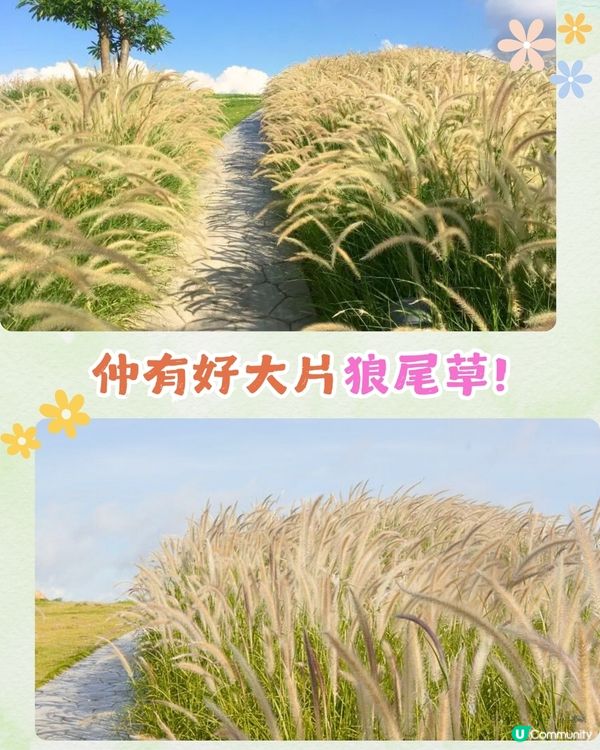 深圳福田區療癒系公園打卡攻略🌲秋天蘆葦海/絕美湖景/打卡驛站!✨