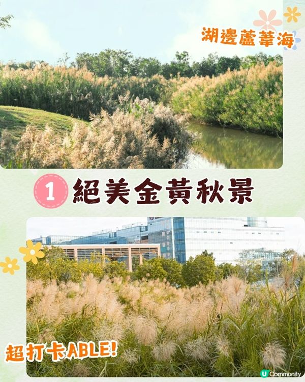 深圳福田區療癒系公園打卡攻略🌲秋天蘆葦海/絕美湖景/打卡驛站!✨