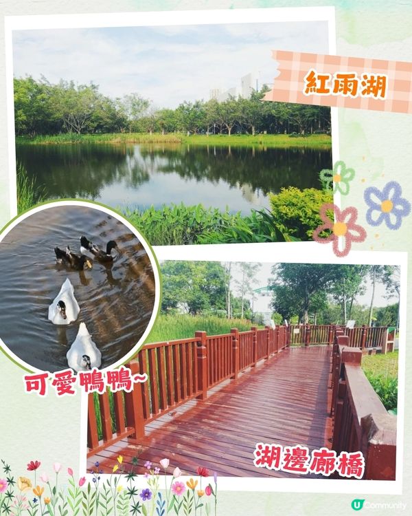 深圳福田區療癒系公園打卡攻略🌲秋天蘆葦海/絕美湖景/打卡驛站!✨