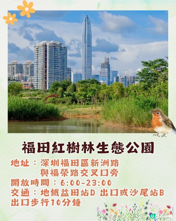 深圳福田區療癒系公園打卡攻略🌲秋天蘆葦海/絕美湖景/打卡驛站!✨