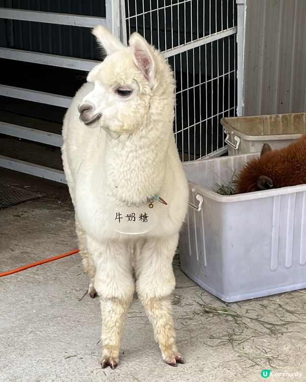 草泥馬～～ 香港都有