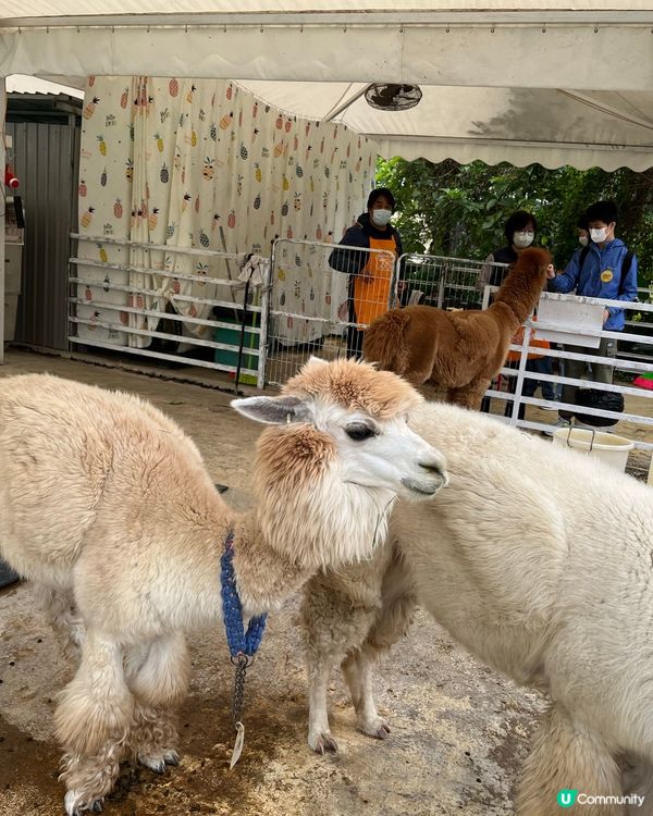 草泥馬～～ 香港都有