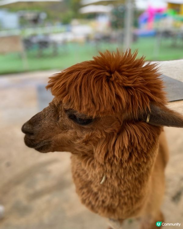 草泥馬～～ 香港都有