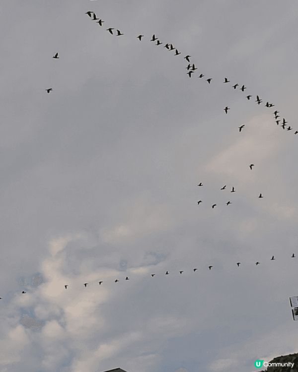 候鳥聯群結隊，井然有序地進行遷徙，去過渡過冬季和繁殖。 #狂...