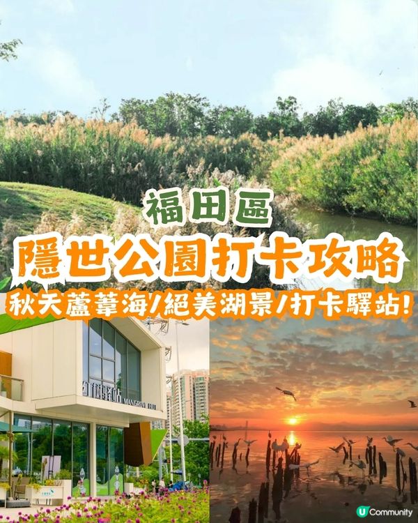 深圳福田區療癒系公園打卡攻略🌲秋天蘆葦海/絕美湖景/打卡驛站!✨