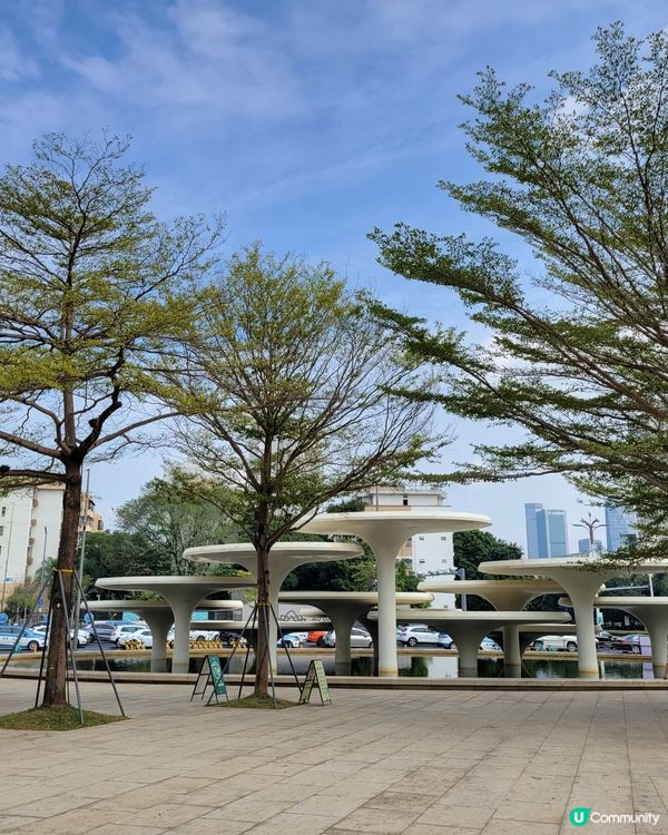 深圳蓮花山公園杜鵑花展