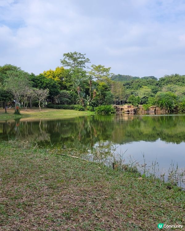 深圳蓮花山公園杜鵑花展