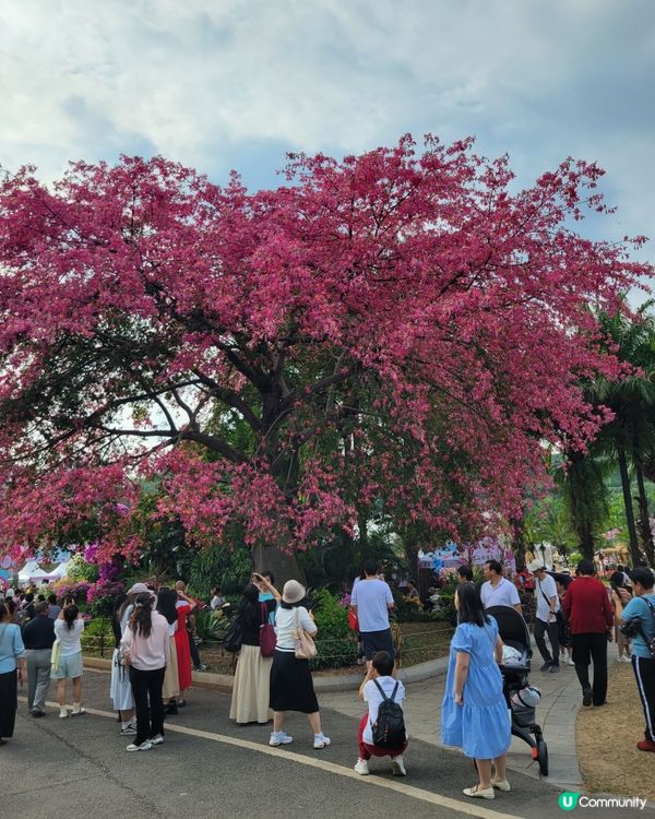 深圳蓮花山公園杜鵑花展
