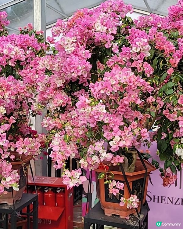 深圳蓮花山公園杜鵑花展