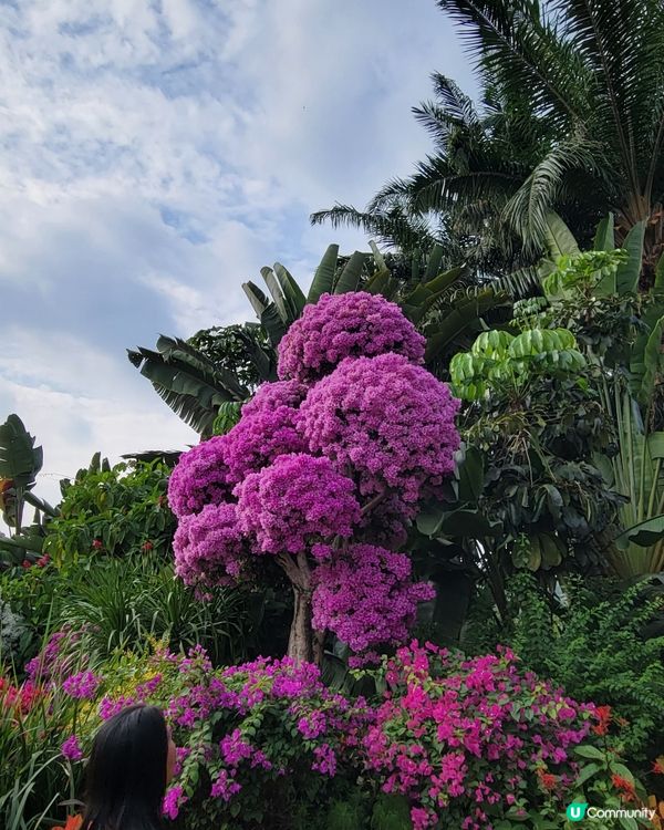 深圳蓮花山公園杜鵑花展