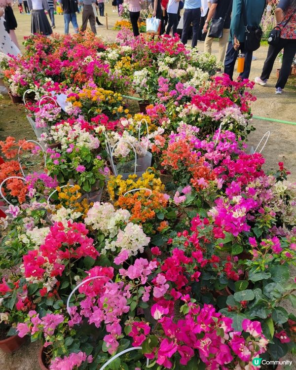 深圳蓮花山公園杜鵑花展