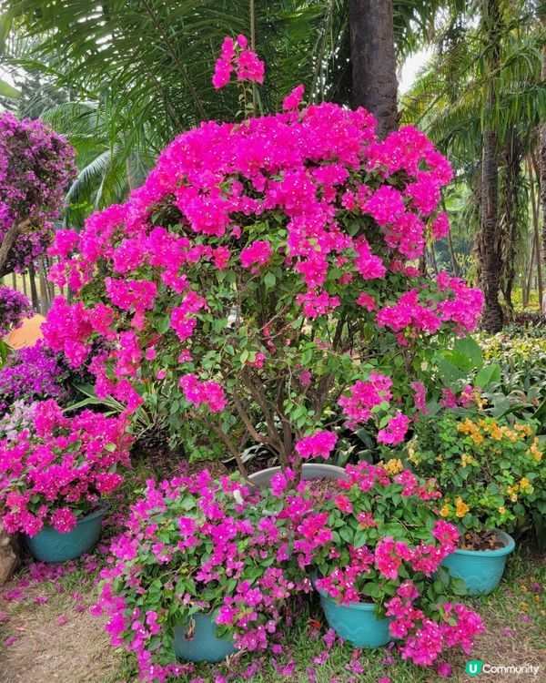 深圳蓮花山公園杜鵑花展