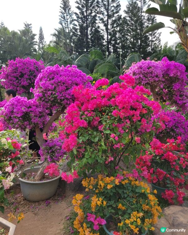 深圳蓮花山公園杜鵑花展