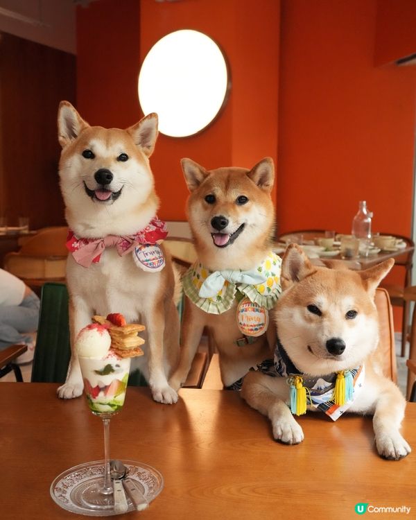 黃埔人氣甜品芭菲🍧