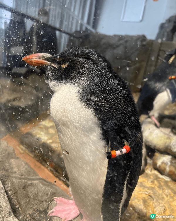 三層高的大阪海遊館有非常多海洋生物，大人小朋友都咁鍾意！