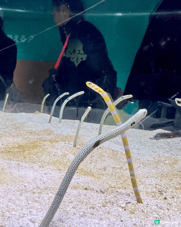 三層高的大阪海遊館有非常多海洋生物，大人小朋友都咁鍾意！