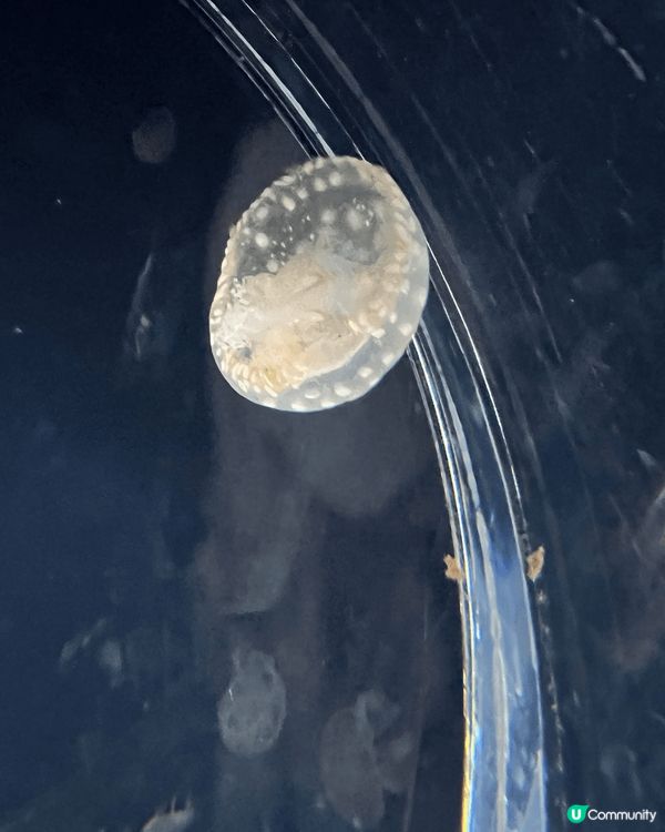 三層高的大阪海遊館有非常多海洋生物，大人小朋友都咁鍾意！