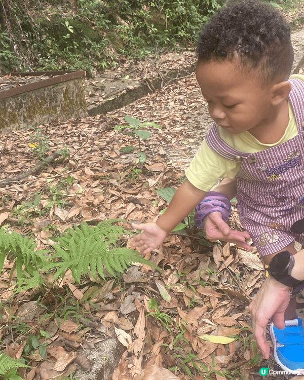 這是由於埔往城門水塘的路段，喜歡這路段老少皆宜，給識行的BB...