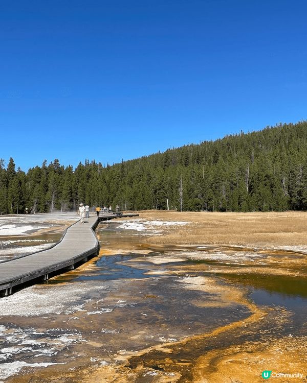 美國黃石公園，我記得當日去見到野生熊，同埋見到Old Fai...