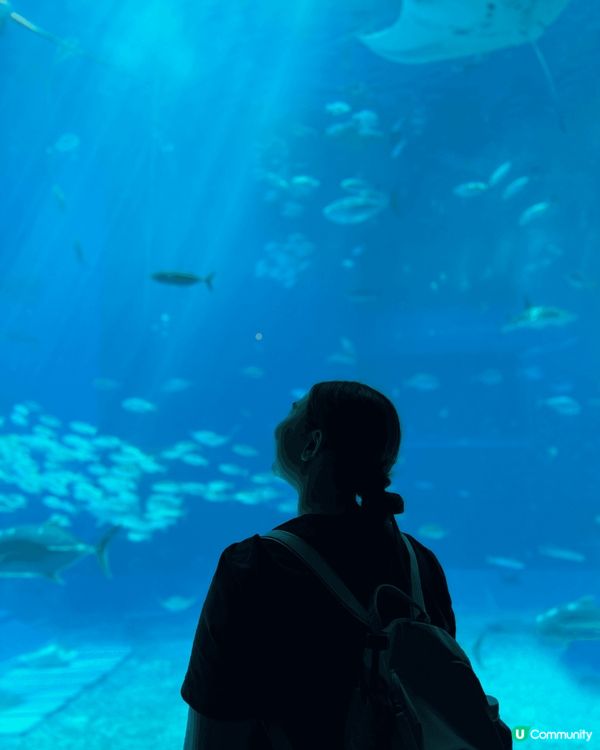 沖繩美麗海水族館係一個老少皆宜?地方，設施方便，?沖繩好靚?...