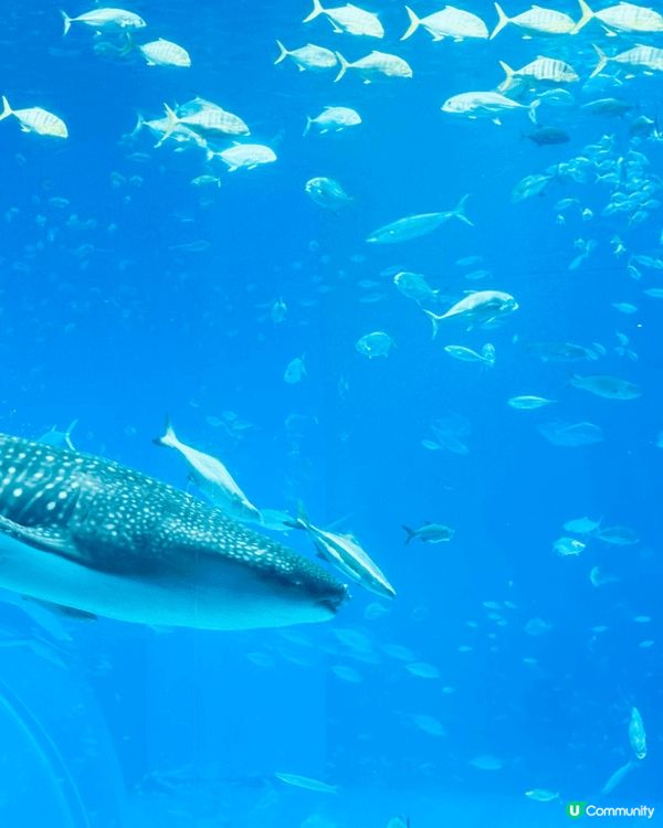 沖繩美麗海水族館係一個老少皆宜?地方，設施方便，?沖繩好靚?...
