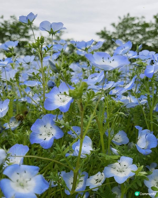 藍色粉蝶花，色彩繽紛艷麗，在風中搖曳，令人心情愉快。