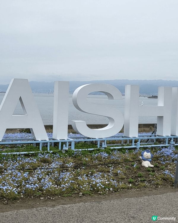 藍色粉蝶花，色彩繽紛艷麗，在風中搖曳，令人心情愉快。
