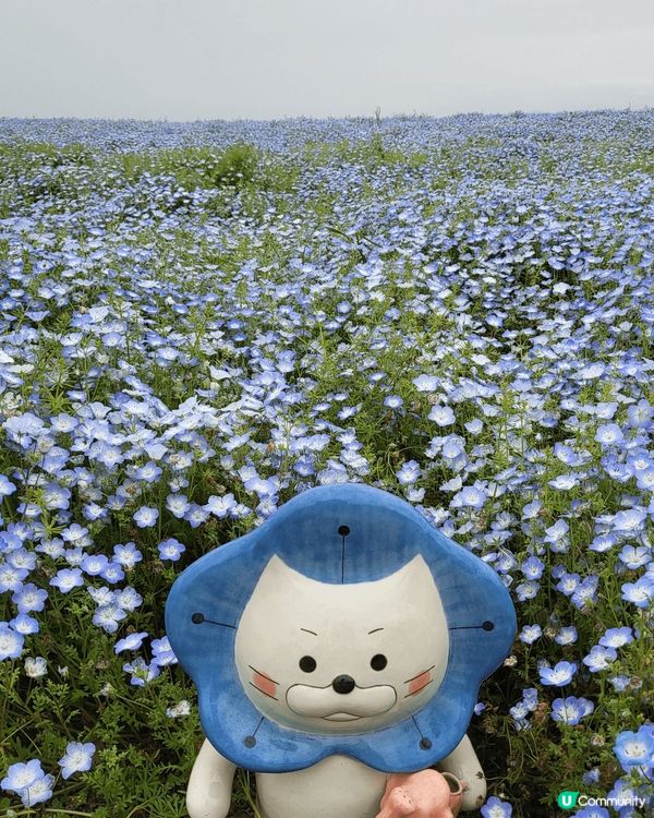 藍色粉蝶花，色彩繽紛艷麗，在風中搖曳，令人心情愉快。