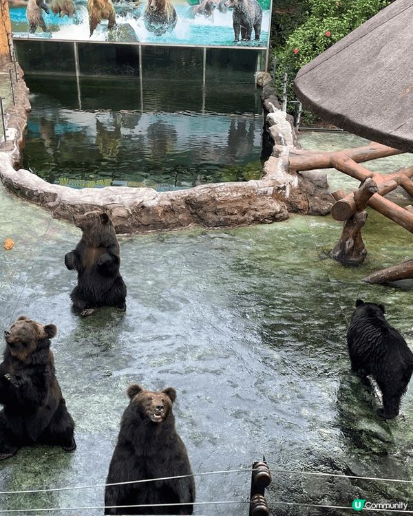 深圳野生動物園，過左關半小時車程就到，坐小火車遊走整個動物園...
