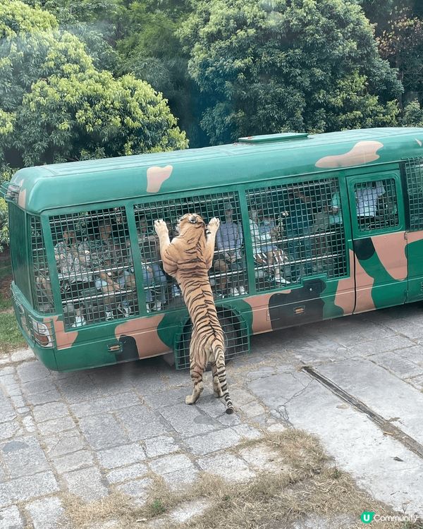 深圳野生動物園，過左關半小時車程就到，坐小火車遊走整個動物園...