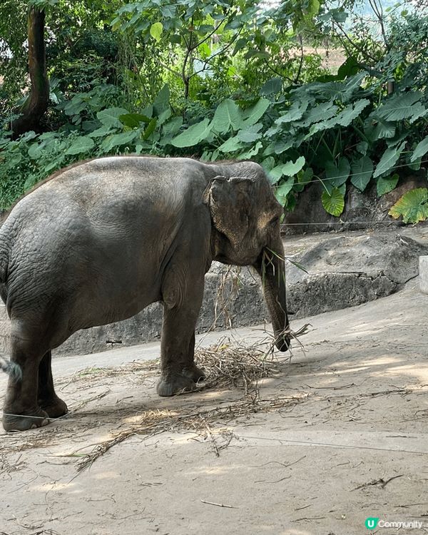 深圳野生動物園，過左關半小時車程就到，坐小火車遊走整個動物園...