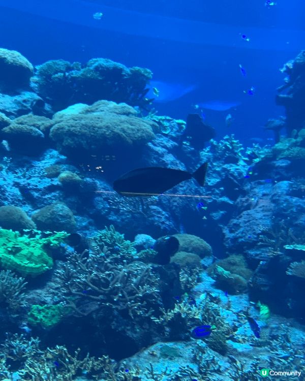 我既小朋友最鍾意去珠海長隆既飛船王國 ，又有得玩，又有得認識...