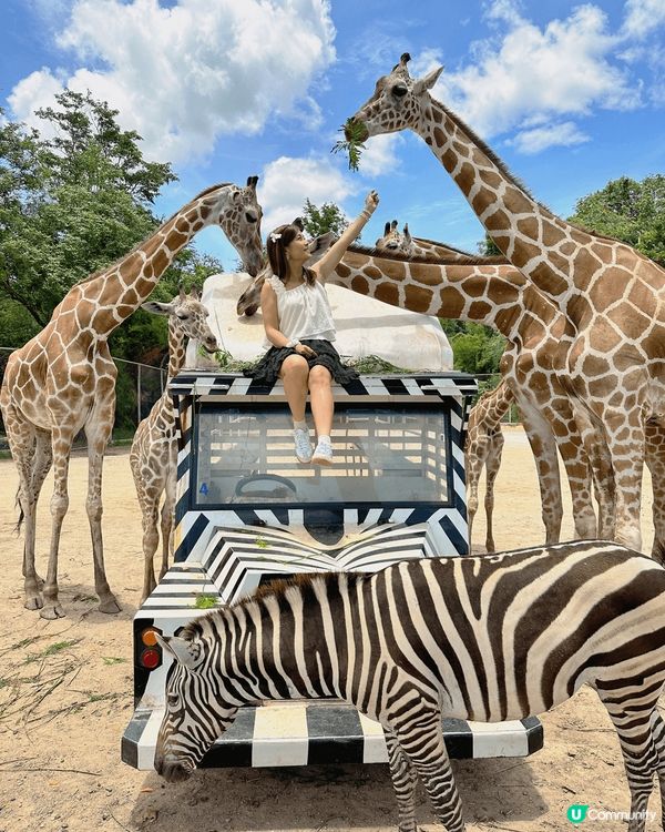 泰國北碧府野生動物園，與吉普車長頸鹿斑馬合照，又可與動物互動...