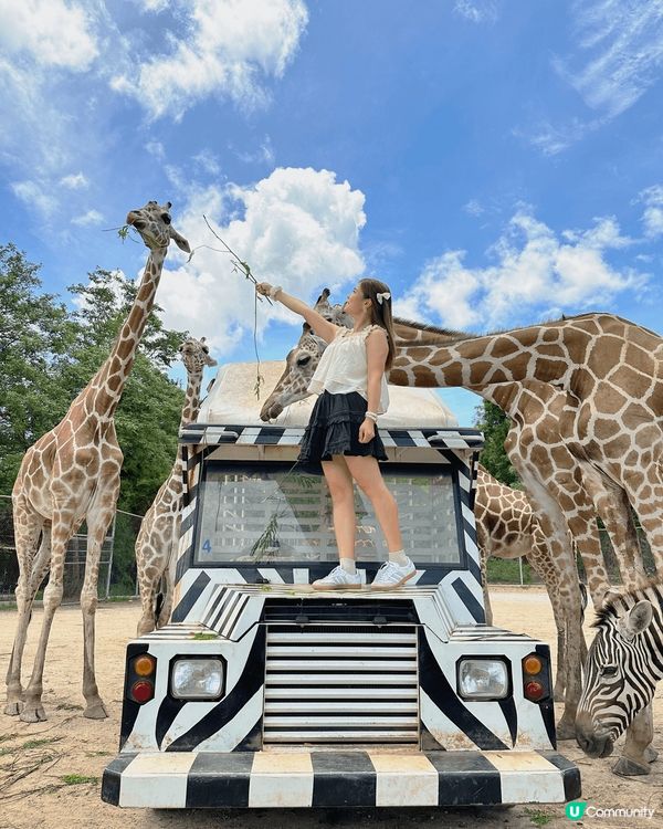 泰國北碧府野生動物園，與吉普車長頸鹿斑馬合照，又可與動物互動...