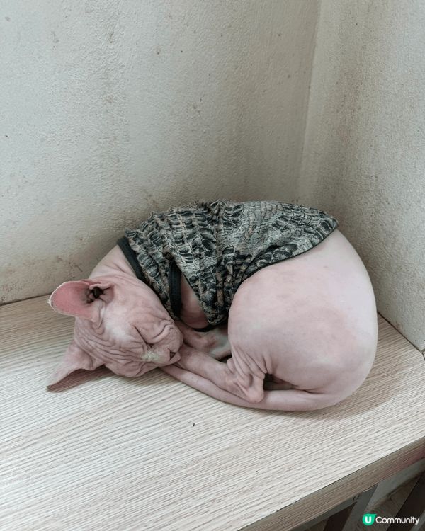 泰國值得推薦既一間動物Cafe??玩到唔捨得走～