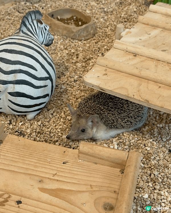 泰國值得推薦既一間動物Cafe??玩到唔捨得走～