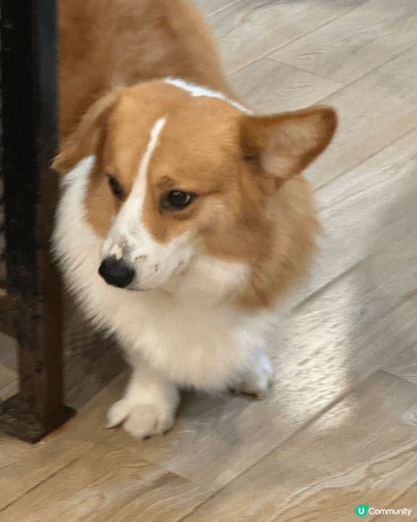 泰國值得推薦既一間動物Cafe??玩到唔捨得走～