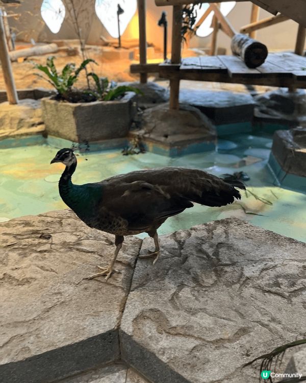 這個來自大阪的動物園非常乾淨整潔 而且動物可以自出自入 很合...